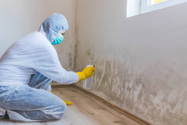 Licensed Basement Mold Remediation service in Rapid City, MI - Mold Remediation HQ